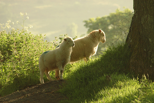 Photo by Roger Davies