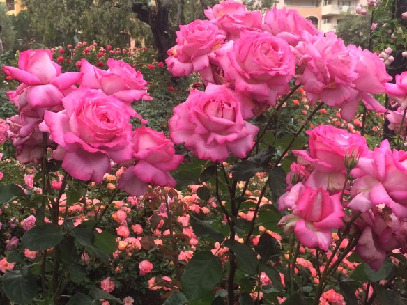 Photo by Stephanie ...European rose garden