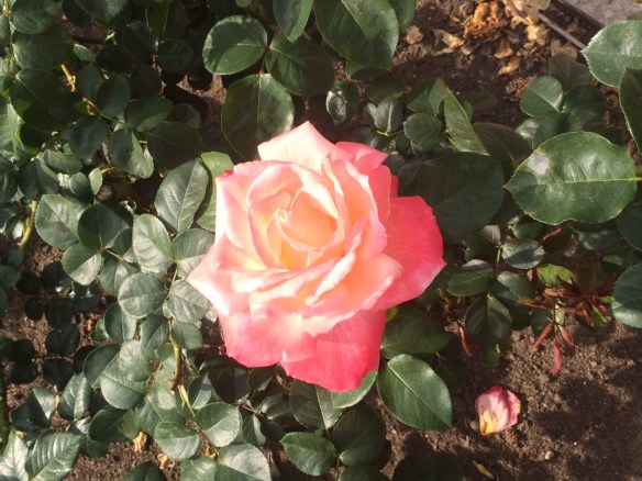 Photographed by Stephanie at a rose garden in Europe