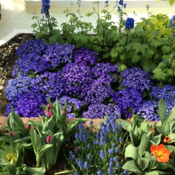 photo by P. A. Oltrogge