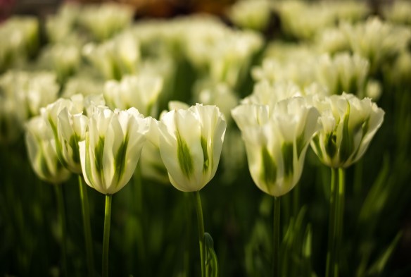 White Tulips