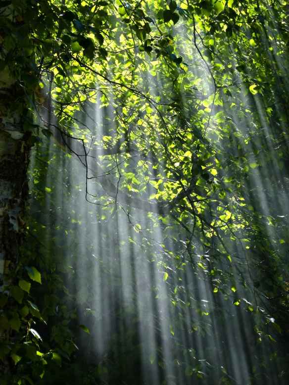 forest-sunbeams-trees-sunlight-70365.jpeg