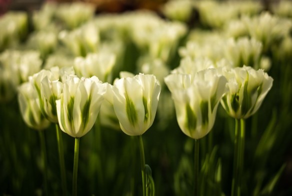 White Tulips