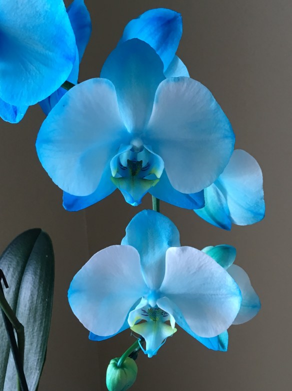 64D0A8A1-8100-4A0F-9771-CE6800F38AF5