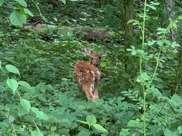 12C582AB-BA54-406B-8509-34C5CE56EC17