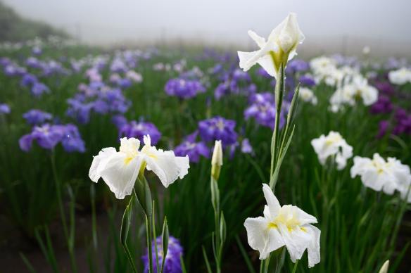 06B78AB7-B2BE-4632-845B-91BF1A3AB81E